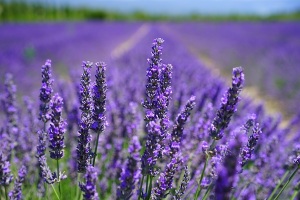 aroma-blooming-lavender-close-up-207518