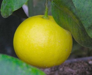 bergamot