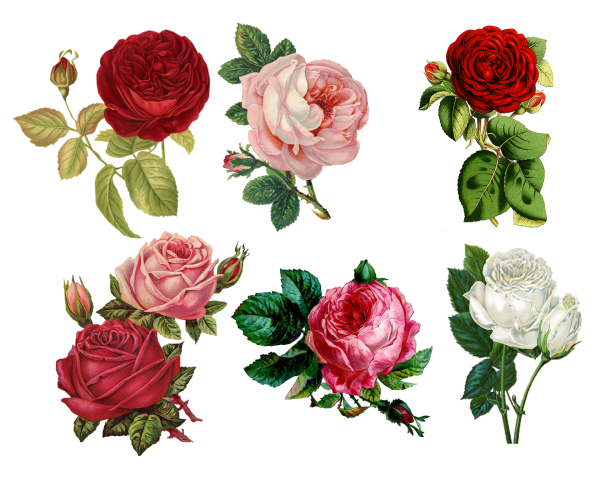 roses-1770165_1920